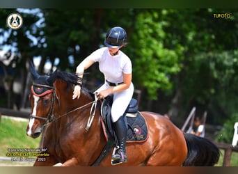 KWPN, Stute, 10 Jahre, 167 cm, Brauner