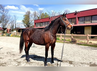 KWPN, Stute, 10 Jahre, 167 cm, Brauner