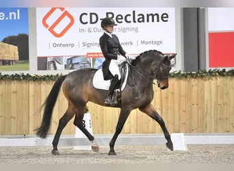 KWPN, Stute, 10 Jahre, 167 cm, Dunkelbrauner
