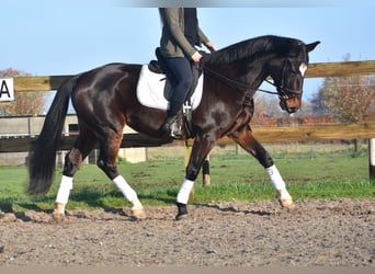 KWPN, Stute, 10 Jahre, 167 cm, Dunkelbrauner