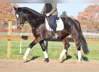 KWPN, Stute, 10 Jahre, 167 cm, Dunkelbrauner