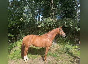 KWPN, Stute, 10 Jahre, 167 cm, Fuchs