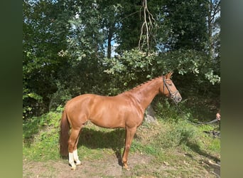 KWPN, Stute, 10 Jahre, 167 cm, Fuchs
