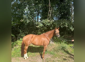 KWPN, Stute, 10 Jahre, 167 cm, Fuchs