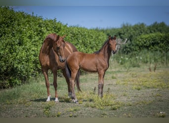 KWPN, Stute, 10 Jahre, 167 cm, Fuchs