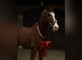 KWPN, Stute, 10 Jahre, 167 cm, Rotbrauner