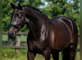 KWPN, Stute, 10 Jahre, 167 cm, Schwarzbrauner