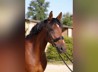 KWPN, Stute, 10 Jahre, 168 cm, Brauner