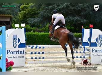KWPN, Stute, 10 Jahre, 168 cm, Brauner