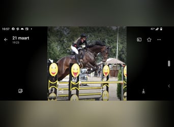 KWPN, Stute, 10 Jahre, 168 cm, Dunkelbrauner