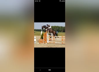 KWPN, Stute, 10 Jahre, 168 cm, Dunkelbrauner