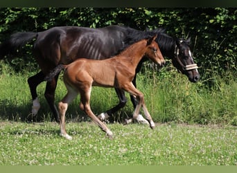 KWPN, Stute, 10 Jahre, 168 cm, Schwarzbrauner