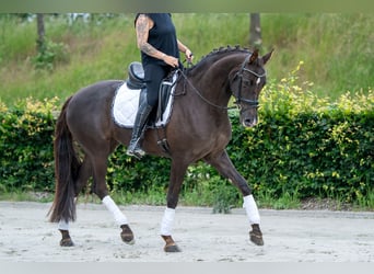 KWPN, Stute, 10 Jahre, 169 cm, Fuchs