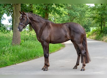 KWPN, Stute, 10 Jahre, 169 cm, Fuchs