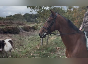 KWPN, Stute, 10 Jahre, 170 cm, Brauner