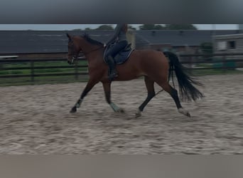 KWPN, Stute, 10 Jahre, 170 cm, Brauner