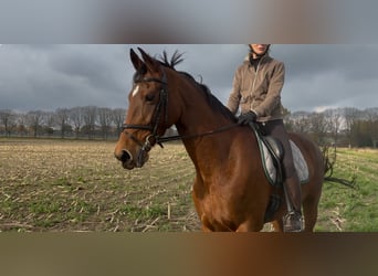 KWPN, Stute, 10 Jahre, 170 cm, Brauner