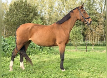 KWPN, Stute, 10 Jahre, 170 cm, Brauner