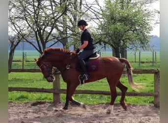 KWPN, Stute, 10 Jahre, 170 cm, Fuchs