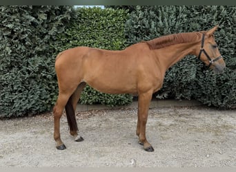 KWPN, Stute, 10 Jahre, 170 cm, Fuchs