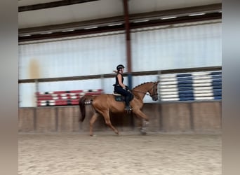KWPN, Stute, 10 Jahre, 170 cm, Fuchs