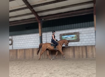 KWPN, Stute, 10 Jahre, 170 cm, Fuchs