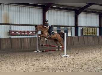 KWPN, Stute, 10 Jahre, 170 cm, Fuchs