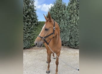 KWPN, Stute, 10 Jahre, 170 cm, Fuchs