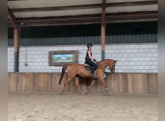 KWPN, Stute, 10 Jahre, 170 cm, Fuchs