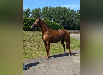 KWPN, Stute, 10 Jahre, 170 cm, Fuchs