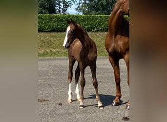 KWPN, Stute, 10 Jahre, 170 cm, Fuchs