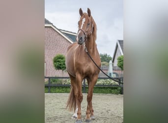 KWPN, Stute, 10 Jahre, 170 cm, Fuchs