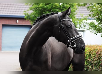 KWPN, Stute, 10 Jahre, 170 cm, Rappe