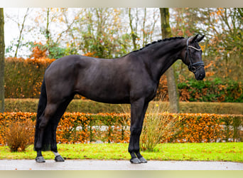 KWPN, Stute, 10 Jahre, 170 cm, Rappe