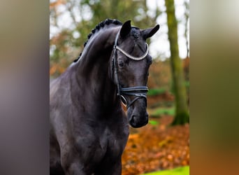 KWPN, Stute, 10 Jahre, 170 cm, Rappe