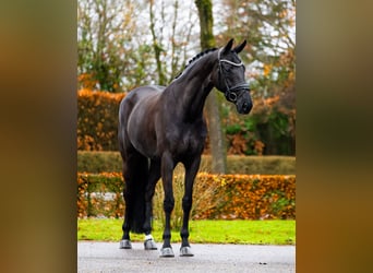 KWPN, Stute, 10 Jahre, 170 cm, Rappe