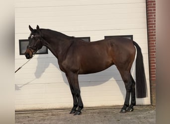 KWPN, Stute, 10 Jahre, 171 cm, Brauner