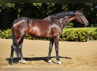 KWPN, Stute, 10 Jahre, 171 cm, Brauner