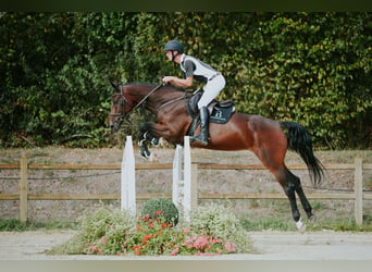 KWPN, Stute, 10 Jahre, 171 cm, Brauner