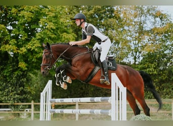 KWPN, Stute, 10 Jahre, 171 cm, Brauner