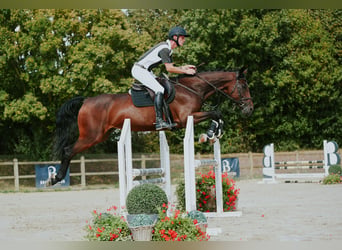 KWPN, Stute, 10 Jahre, 171 cm, Brauner