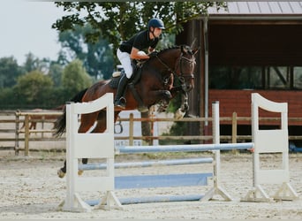 KWPN, Stute, 10 Jahre, 171 cm, Brauner