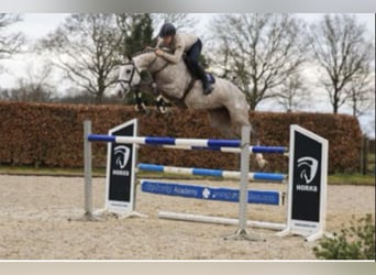 KWPN, Stute, 10 Jahre, 172 cm, Schimmel