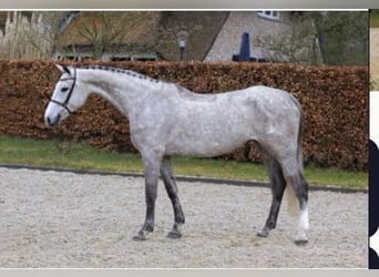 KWPN, Stute, 10 Jahre, 172 cm, Schimmel