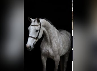 KWPN, Stute, 10 Jahre, 172 cm, Schimmel
