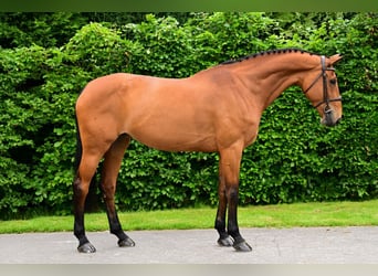 KWPN, Stute, 10 Jahre, 173 cm, Brauner