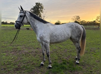 KWPN, Stute, 10 Jahre, 173 cm