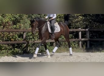 KWPN, Stute, 10 Jahre, 174 cm, Brauner