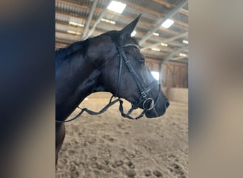 KWPN, Stute, 10 Jahre, 174 cm, Dunkelbrauner