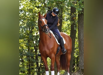 KWPN, Stute, 10 Jahre, 174 cm, Fuchs